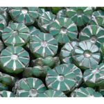 Flower Coin Table Cut Flat Czech Beads - Matte Silver Patina Green Turquoise - 12mm