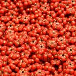 Forget-Me-Not Flower Czech Small Flat Beads - Opaque Coraline Coral Red Matte Gold Patina Wash - 5mm
