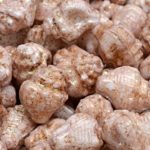 Murex Shell Sea Czech Beads - Picasso Pink Red Opal Terracotta - 15mm x 12mm
