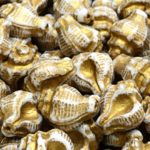Murex Shell Sea Czech Beads - White Alabaster Opal Gold Patina Wash - 15mm x 12mm