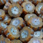Hawaiian Flower Coin Czech Flat Carved Table Cut Beads - Picasso Brown Opal Turquoise Wash - 14mm